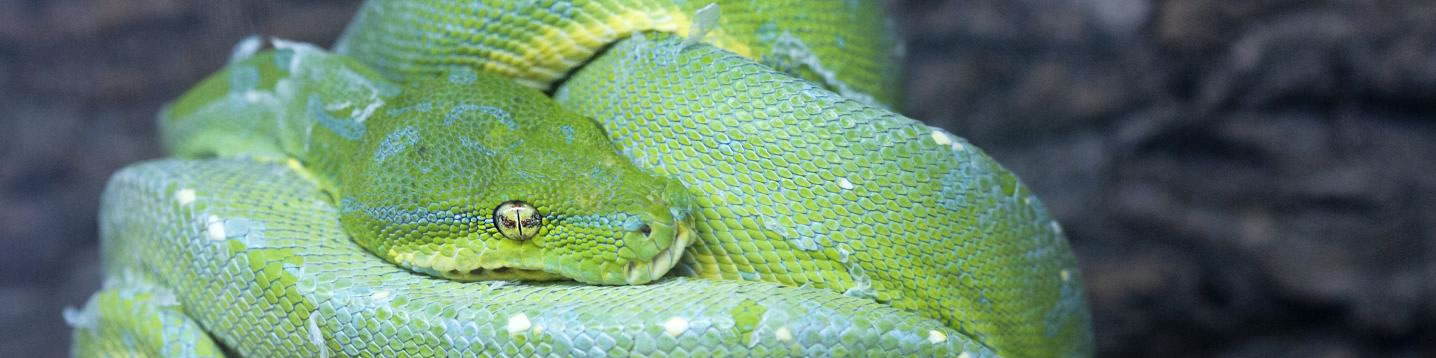 About Us Snake